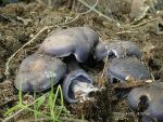 Violetter Rötelritterling-Lepista nuda