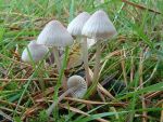 Aprikosenfarbiger Helmling-Mycena leptophylla