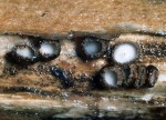 :-Lasiobelonium barbatum