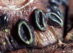 : Spaltlippe-Lophodermium conigenum
