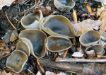 Schiefergrauer Becherling-Peziza succosella