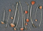 Glasstielhelmling-Mycena floridula