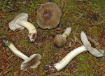 Graublättriger Ritterling-Tricholoma luridum