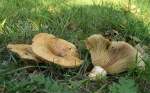 Echter Zonenmilchling-Lactarius zonarius