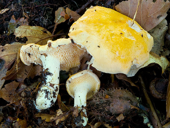 Ellipsoidsporiger Stoppelpilz-Hydnum ellipsosporum