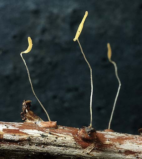 Gelbstieliges Fadenkeulchen-Typhula lutescens