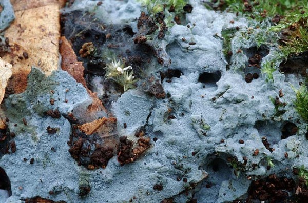 Grünschwarzer Filzrindenpilz-Byssocorticium atrovirens