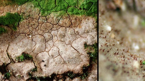 Gefeldeter Borstenscheibling-Hymenochaete corrugata