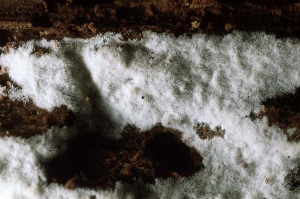Rauhaariger Membranrindenpilz-Hypochnicium polonense