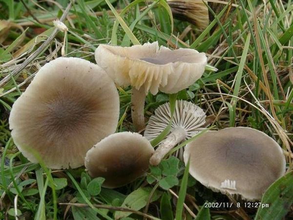 Runzeliger Samtritterling-Dermoloma cuneifolium