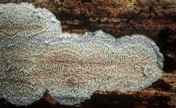 Orangeroter Kammpilz-Phlebia radiata