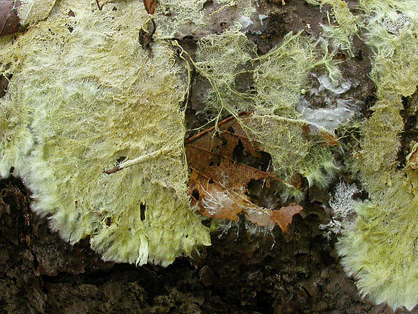 : Rindenpilz-Phlebiella sulphurea
