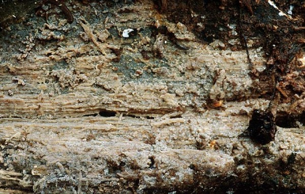 Feinwarziger Zystidenrindenpilz-Scopuloides rimosa