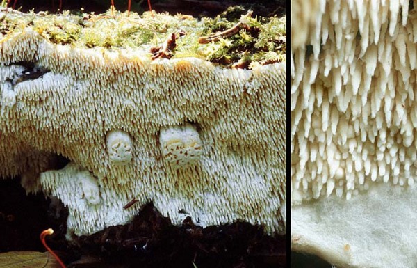 :-Sistotrema raduloides
