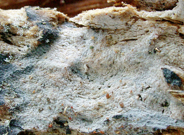 :-Tulasnella allantospora