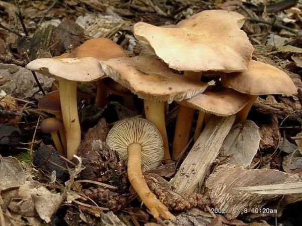 Büscheliger Blasssporrübling-Gymnopus acervatus