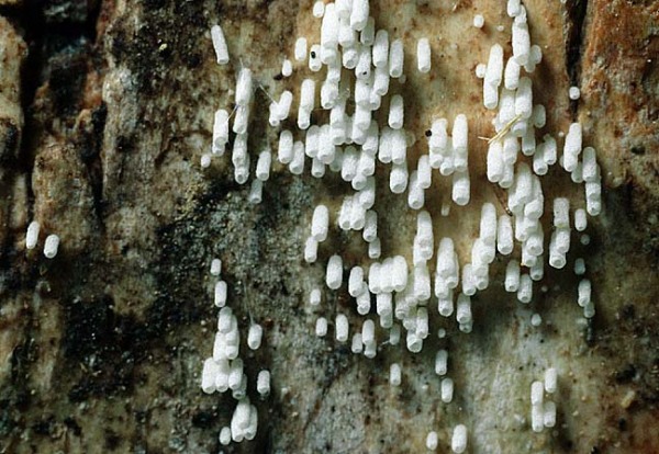 Reinweißes Hängeröhrchen-Henningsomyces candidus