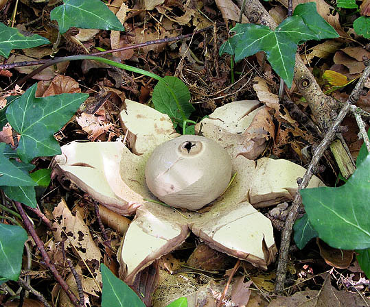 Halskrausen-Erdstern-Geastrum triplex