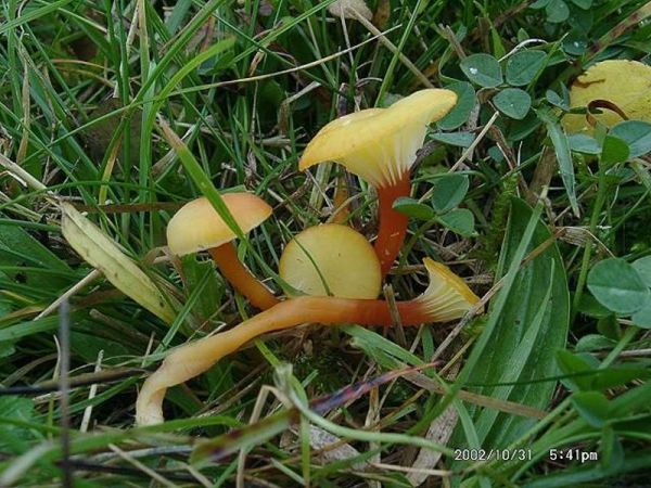 Trichterförmiger Saftling-Hygrocybe cantharellus