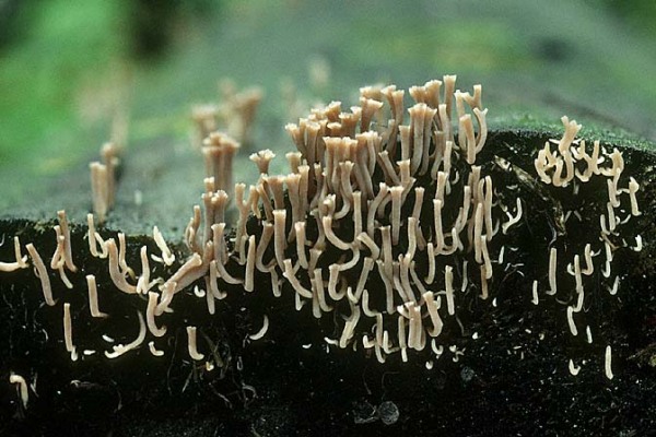 : Koralle-Clavicorona cristata