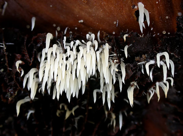 Weisses Pfriempilzchen-Mucronella bresadolae