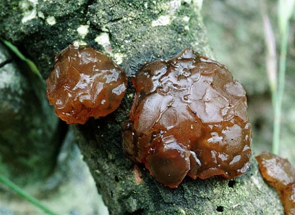 Kandisbrauner Drüsling-Exidia saccharina