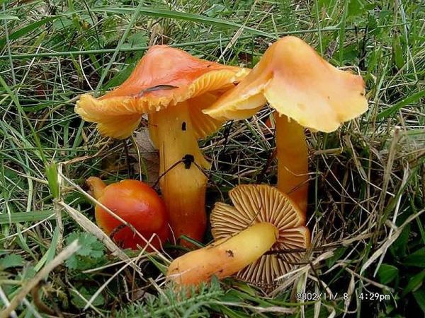 Granatroter Saftling-Hygrocybe punicea