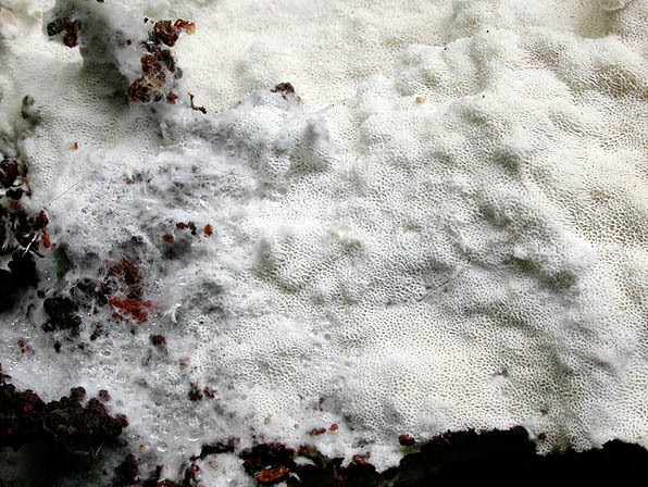 : Wachsporling-Ceriporiopsis mucida