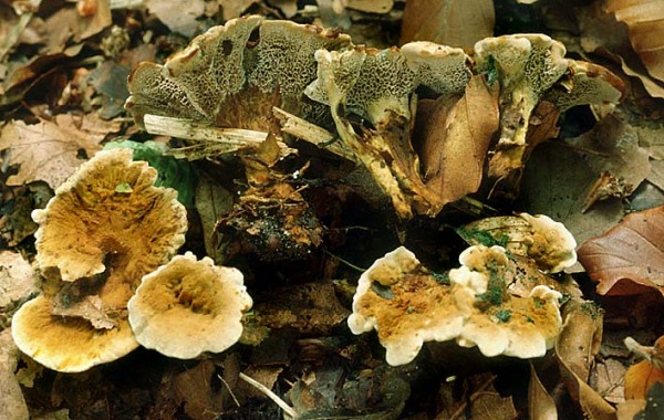 : Dauerporling-Coltricia confluens