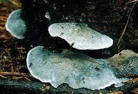 Blauender Saftporling-Postia caesia