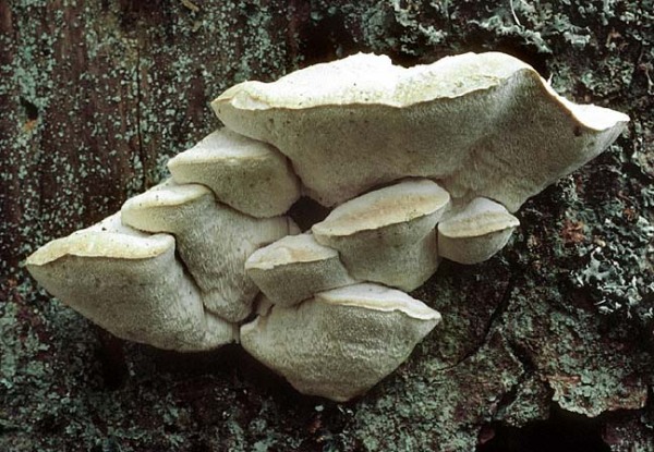 : Saftporling-Postia tephroleuca
