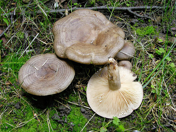 Gebänderter Hainbuchenmilchling-Lactarius circellatus