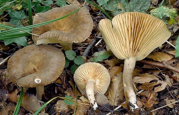 Dunkler Korallen-Milchling-Lactarius romagnesii