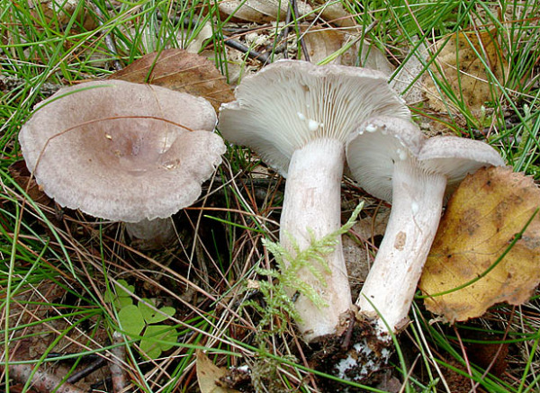 Graufleckender Milchling-Lactarius vietus