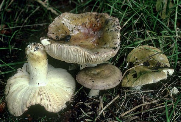 Grauvioletter Reiftäubling-Russula grisea
