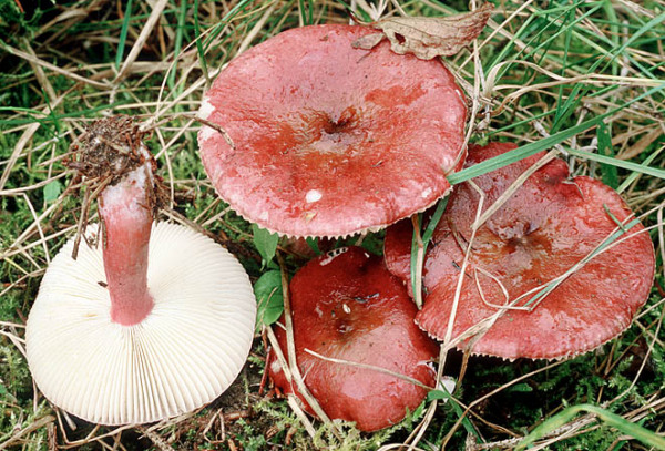 Stachelbeer-Täubling-Russula queletii