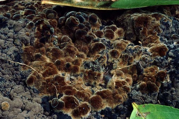 :-Pseudotomentella tristis