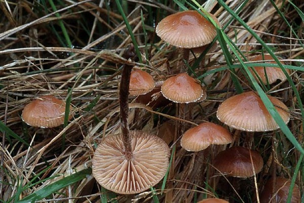 Feingeriefter Kahlkopf-Psilocybe inquilina