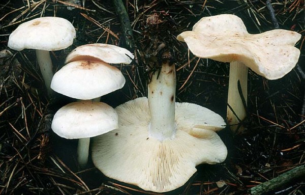 Gefleckter Rübling-Rhodocollybia maculata