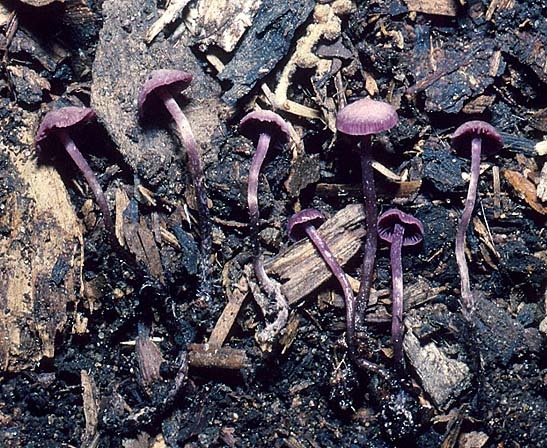: Mäuseschwanzrübling-Pseudobaeospora celluloderma