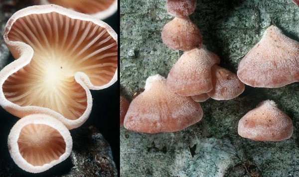 Rachenförmiger Zwergknäueling-Panellus ringens