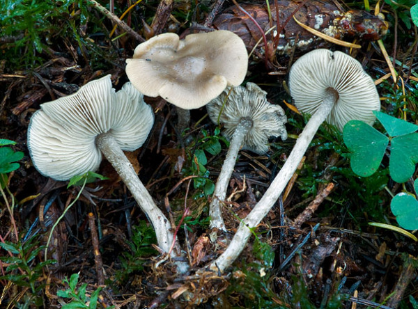 Flockenstieliges Graublatt-Tephrocybe boudieri