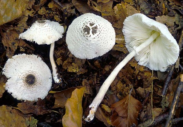 Schwarzschuppiger Faltenschirmling-Leucocoprinus brebissonii