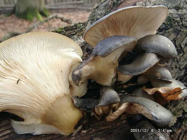 Gelbstieliger Zwergknäueling-Panellus serotinus