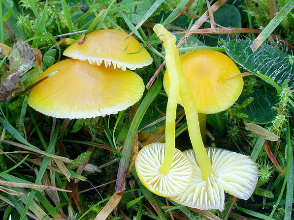 Zerbrechlicher Goldsaftling-Hygrocybe ceracea
