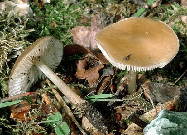Buchenwald-Wasserfuss-Hydropus subalpinus
