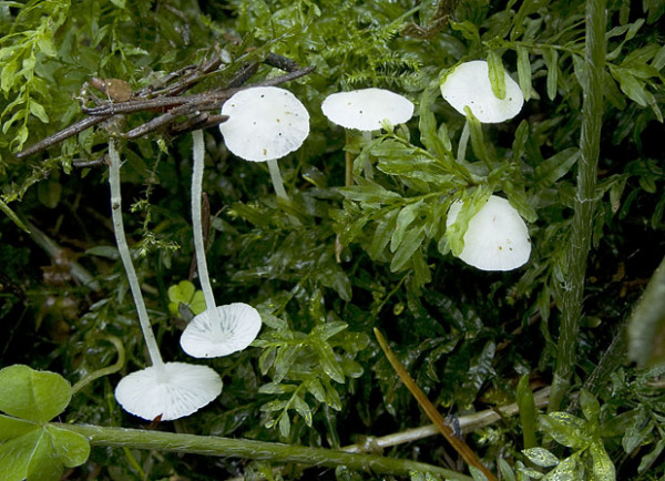 Milchweisser Scheinhelmling-Hemimycena lactea