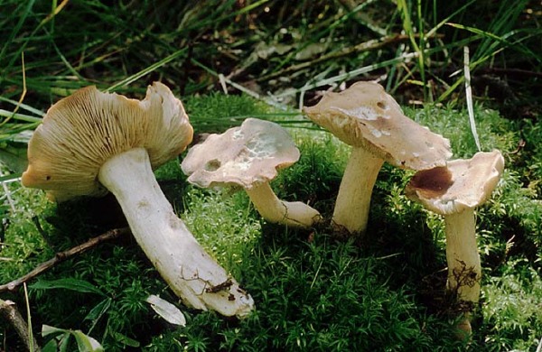 : Gerhardtia-Gerhardtia incarnatobrunnea