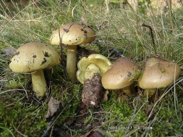 Gelbfleischiger Grünling-Tricholoma equestre var. equestre