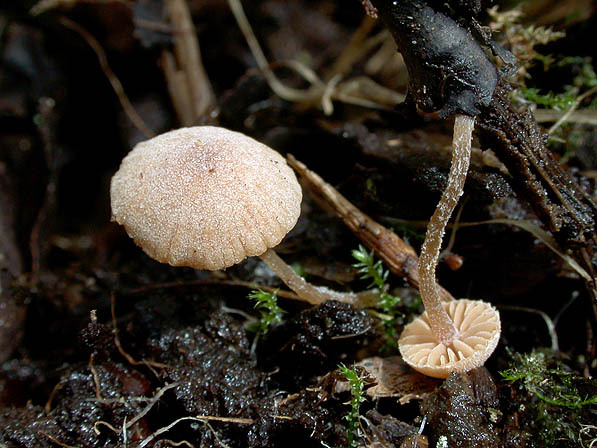 Bucheckern-Flockenschüppling-Flammulaster carpophilus var. carpophilus